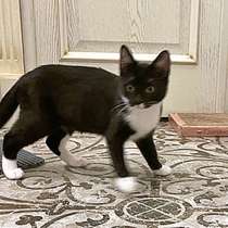 Маленькая королева Сима в добрые руки, в Санкт-Петербурге