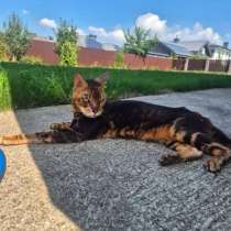 Бенгальская кошка, цвет:мрамор,1.5 года, породистая, в Уфе