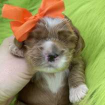 Щенки мальтипу, в г.Витебск