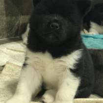 Щенки американской акиты, в Совхозе имени Ленина