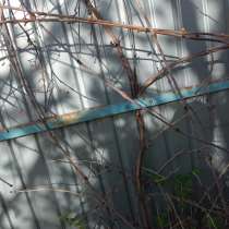 Черенки виноградной лозы Изабелла, в Тамбове