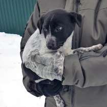 Очаровательные крошки щенки Ким и Роки в добрые руки, в Москве