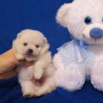 Прекрасные шпицы, в Нижнем Новгороде