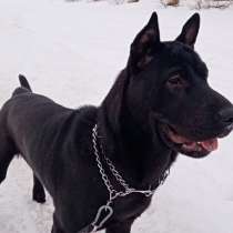 Бесплатно помесь шарпея, в Нижнем Новгороде