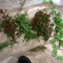 Прополку, в Москве