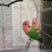 Попугаи неразлучники, в Ярославле