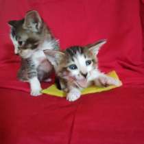 Котята самостоятельные, в Оренбурге