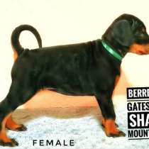 Доберман щенки, в г.Белград