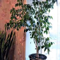 Растения комнатные, в Красноярске