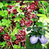 Шоколадная Лиана акибея для беседки и забора, в Краснодаре