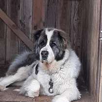 Ищет хозяйку среднеазиатская овчарка, в Санкт-Петербурге