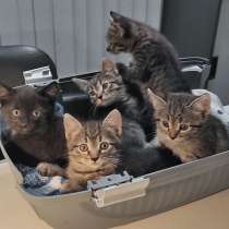 Четыре сыночка и лапочка дочка. Чудесные домашние котята, в Москве