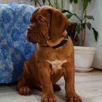 Бордоский дог, в г.Белград