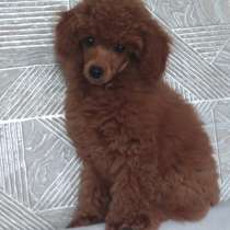 Toy puddle. Red brown boy, в г.Берлин