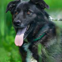 Кит. Солнечный пес, в Москве