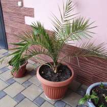 Очень красивые большие пальмы, в Краснодаре