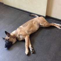 Метис Джесси ищет дом, в Мытищи