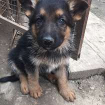 Щенки Немецкой овчарки!, в Новочеркасске