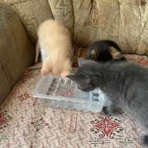 Котята, в Брянске