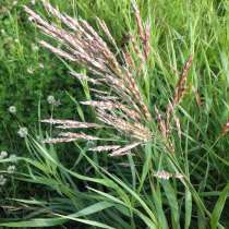 Семена Костреца безостого (Bromus inermis), в г.Харьков