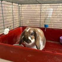 Отдам бесплатно декоративного кролика в добрые руки, в Новосибирске