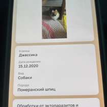 Продаю собак мать и дочка, в Москве