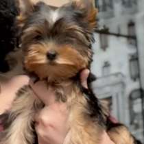 Yorkshire terrier. Mini girl, в г.Берлин