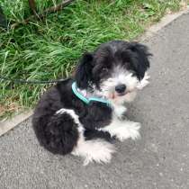 Маленький пёсик китайской хохлатой породы ищет дом, в Санкт-Петербурге