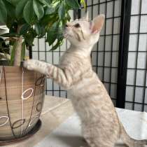 Бенгальская девочка в разведение, в г.Мальдегем