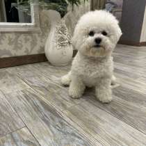 Bebés Bichon Frise, в г.Киев