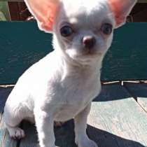 Чихуахуа, в г.Nohfelden