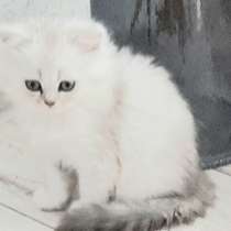 Шотландская кошечка, в г.Комрат