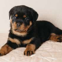 Продаются щенки ротвейлера д. р.21.01.2017г, в Москве