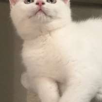 Продается белый Британец, в г.Petah Tiqwa