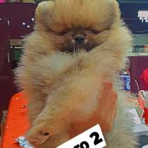 Померанский шпиц щенки на продажу, в г.Белград