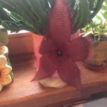 Орбея. Отросток, в г.Минск