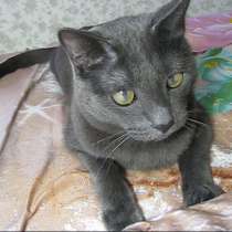 Кот по кличке Нешик ищет дом, в г.Усть-Каменогорск