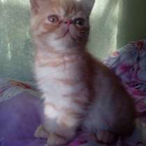 Моя Прелесть, в Нижнем Новгороде