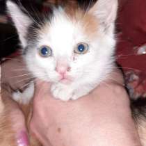 Трёхцветный котёнок - девочка в хорошие руки, в Москве