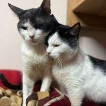 Диванные котики, безумно ласковые мальчишки, в Санкт-Петербурге