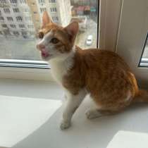 Отдам игривых и ласковых котят., в Владивостоке