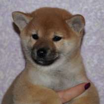 Щенки Сиба Ину, в Красноярске