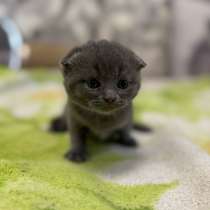 Шотландские котята, в Ульяновске