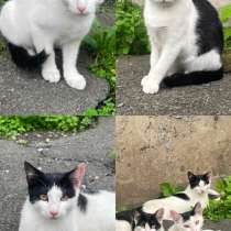 Котята ищут дом, в Владивостоке