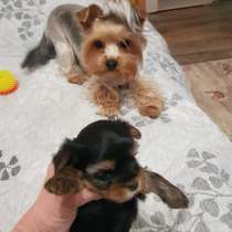 Щенок йоркширский терьер, мальчик, в Братске