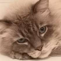 Передержка животных, в г.Wilhelmsdorf