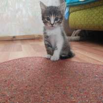 Красивые котята даром, в Улан-Удэ