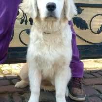 Щенки золотистого ретривера!Голден ретривер!, в г.Калиновка