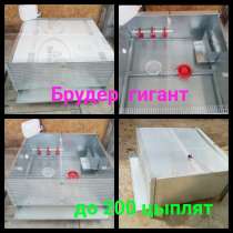 Брудер до 200 цыплят, в г.Минск