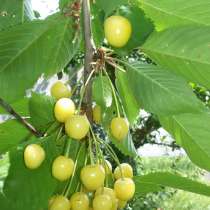 ДОМ И УЧАСТОК 0.30 ГА ПРОДАМ ИЛИ СДАМ.ОТ МИНСКА 38 КМ. ПО М6, в г.Минск